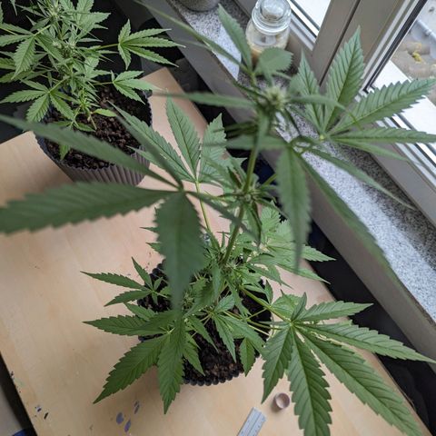 Royal Dwarf growlog timeline photo