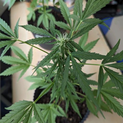 Royal Dwarf growlog timeline photo