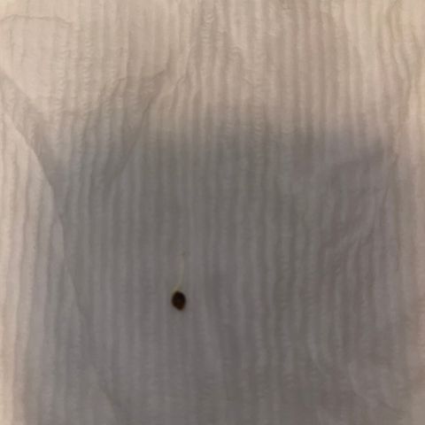 Alaskan Purple Auto growlog timeline photo