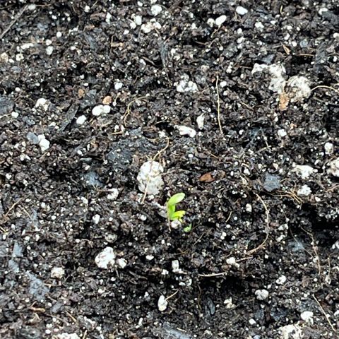 Alaskan Purple Auto growlog timeline photo