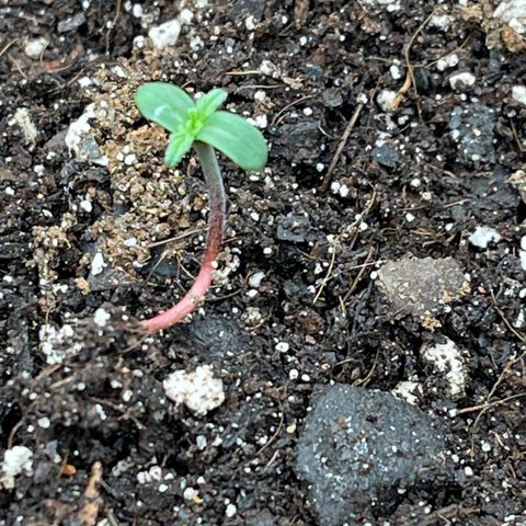 Charlottes Angel CBD Auto growlog timeline photo