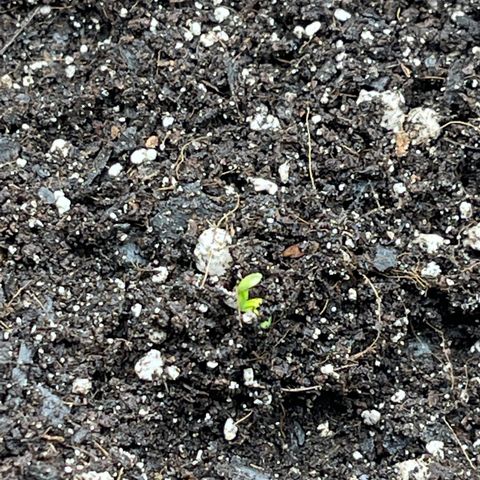 Alaskan Purple Auto growlog timeline photo