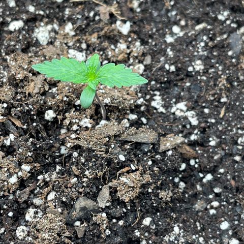 Charlottes Angel CBD Auto growlog timeline photo
