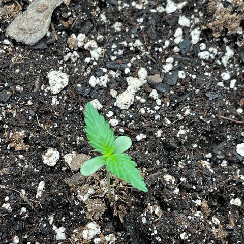 Alaskan Purple Auto growlog timeline photo