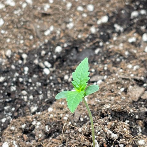 Gorilla Girl XL Auto growlog timeline photo
