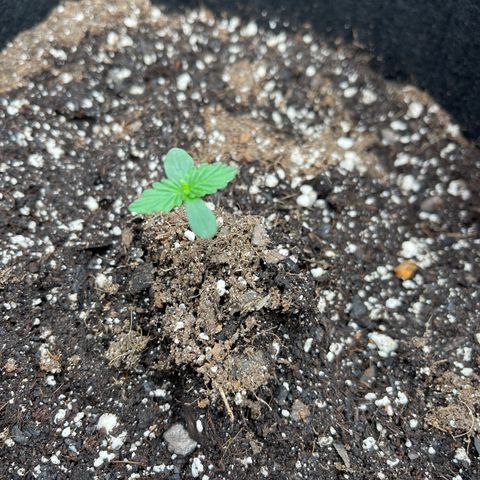 Pink Kush 2 growlog timeline photo