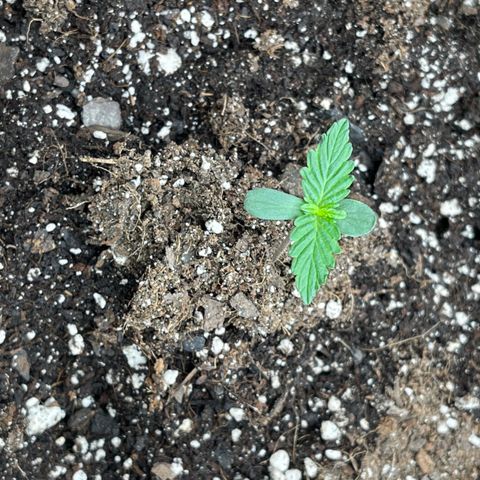 Pink Kush 2 growlog timeline photo