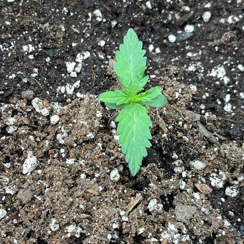 Charlottes Angel CBD Auto growlog timeline photo