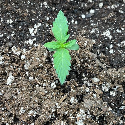 Charlottes Angel CBD Auto growlog timeline photo