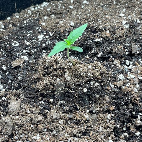 Gorilla Girl XL Auto growlog timeline photo