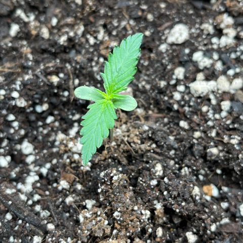 Alaskan Purple Auto growlog timeline photo
