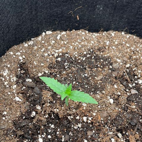 Gorilla Girl XL Auto growlog timeline photo