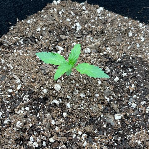 Charlottes Angel CBD Auto growlog timeline photo
