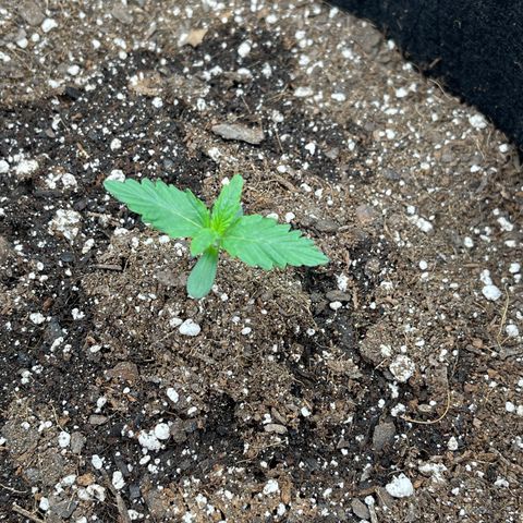 Pink Kush 2 growlog timeline photo