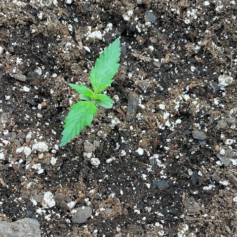 Alaskan Purple Auto growlog timeline photo