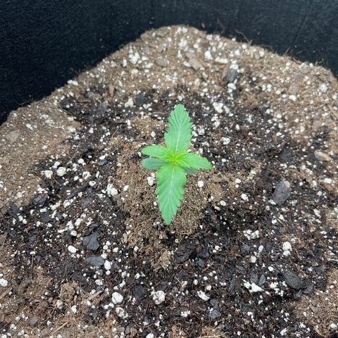 Pink Kush 2 growlog timeline photo