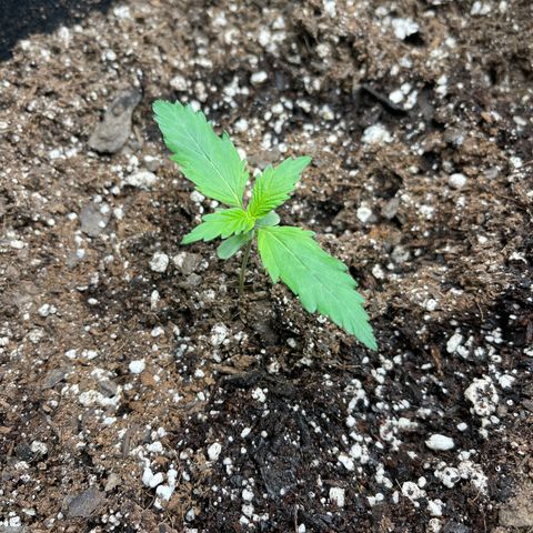 Alaskan Purple Auto growlog timeline photo