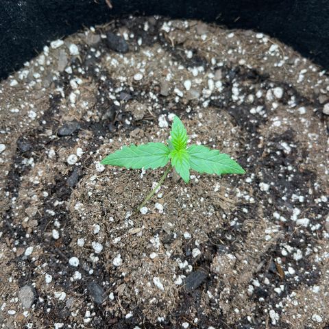Gorilla Girl XL Auto growlog timeline photo