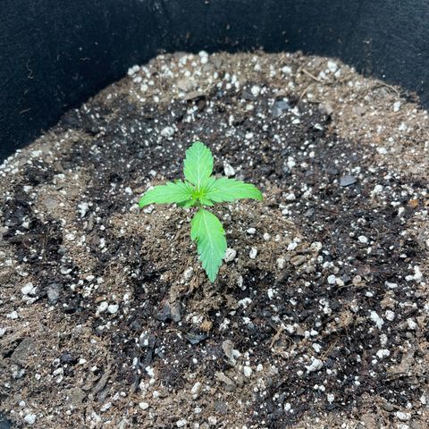 Charlottes Angel CBD Auto growlog timeline photo