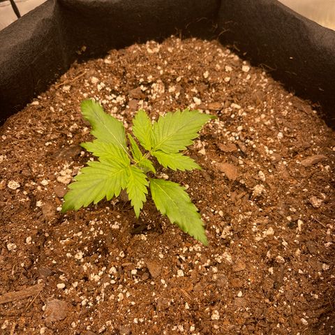 Alaskan Purple Auto growlog timeline photo