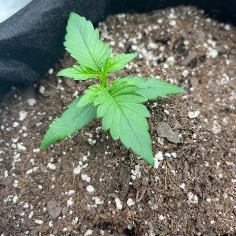 Gorilla Girl XL Auto growlog timeline photo