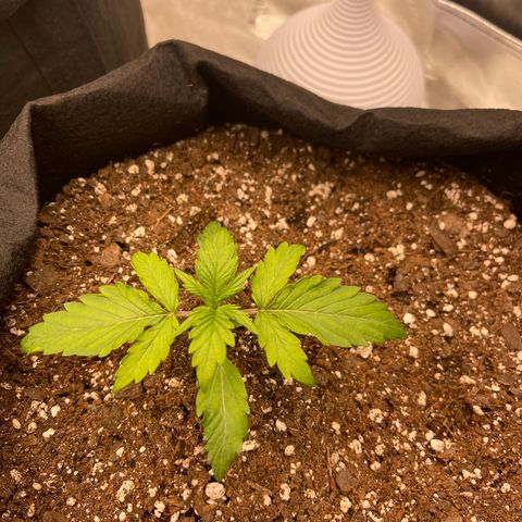 Charlottes Angel CBD Auto growlog timeline photo