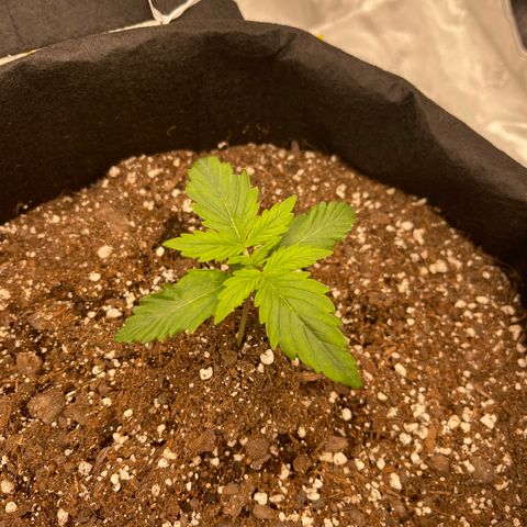 Pink Kush 2 growlog timeline photo
