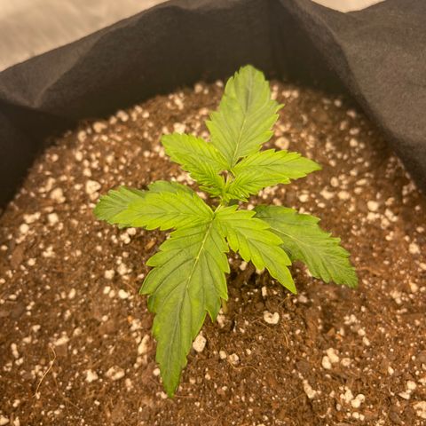 Pink Kush 2 growlog timeline photo