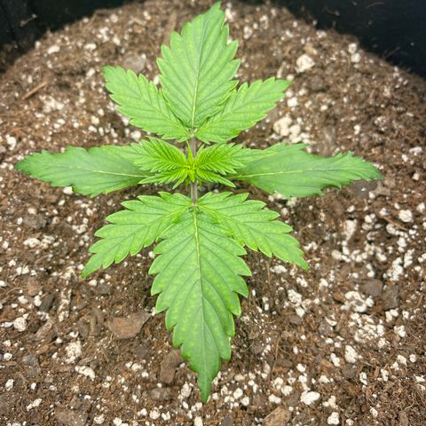 Alaskan Purple Auto growlog timeline photo
