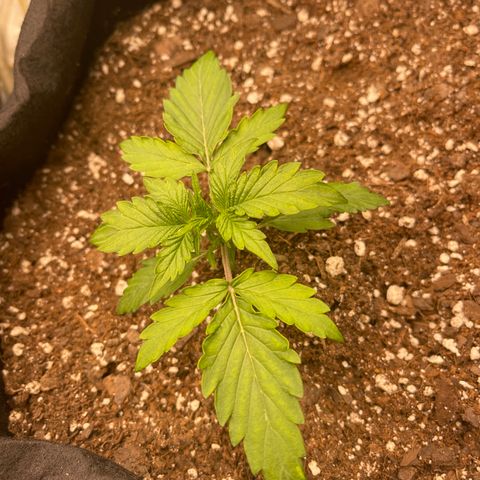 Charlottes Angel CBD Auto growlog timeline photo