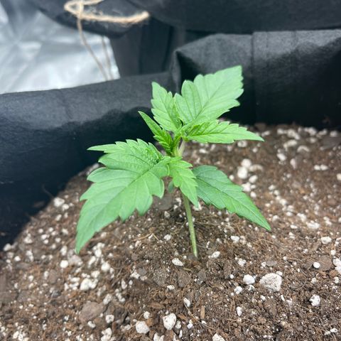 Gorilla Girl XL Auto growlog timeline photo