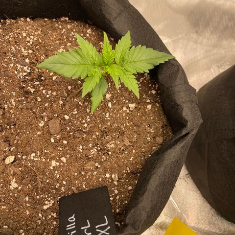 Gorilla Girl XL Auto growlog timeline photo