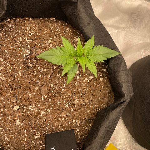 Gorilla Girl XL Auto growlog timeline photo