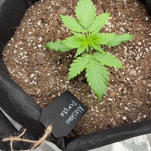 Alaskan Purple Auto growlog timeline photo