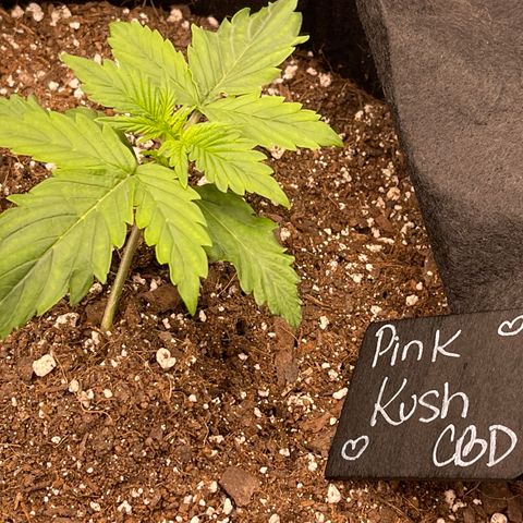 Pink Kush 2 growlog timeline photo
