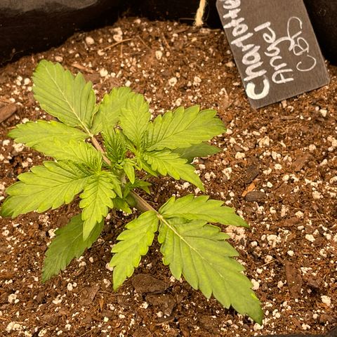 Charlottes Angel CBD Auto growlog timeline photo