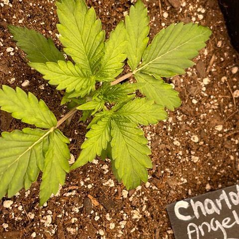 Charlottes Angel CBD Auto growlog timeline photo