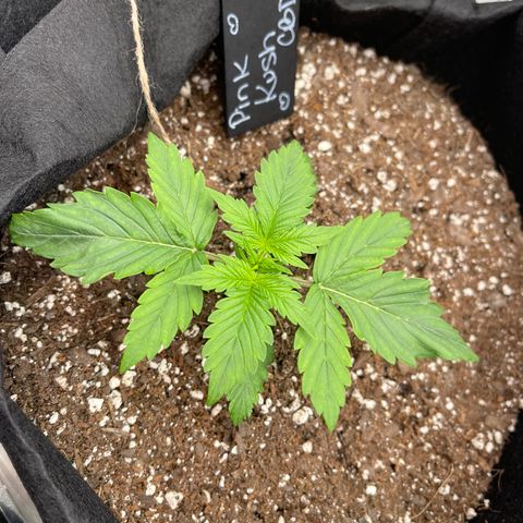 Pink Kush 2 growlog timeline photo