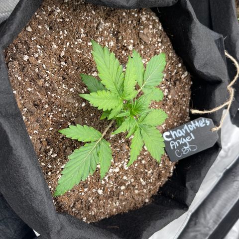 Charlottes Angel CBD Auto growlog timeline photo