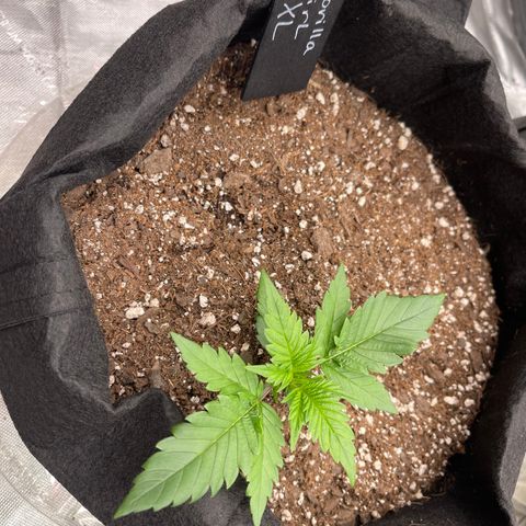 Gorilla Girl XL Auto growlog timeline photo