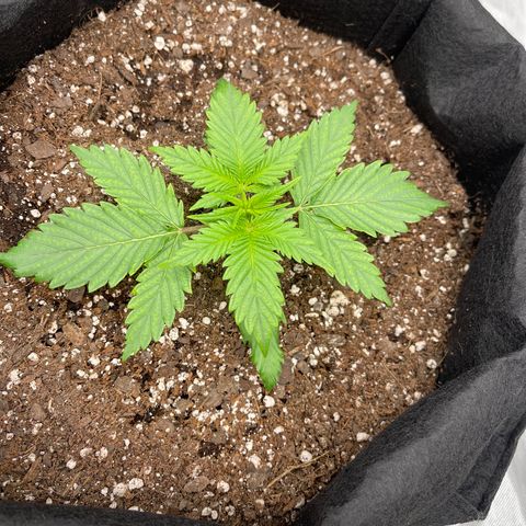 Alaskan Purple Auto growlog timeline photo