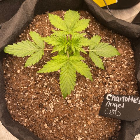 Charlottes Angel CBD Auto growlog timeline photo
