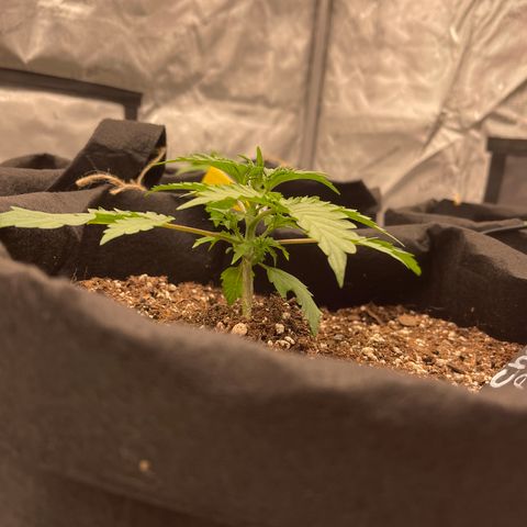 Charlottes Angel CBD Auto growlog timeline photo