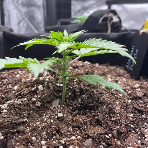 Alaskan Purple Auto growlog timeline photo