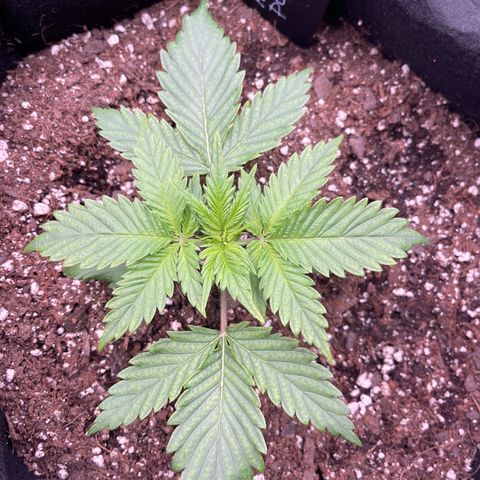Alaskan Purple Auto growlog timeline photo