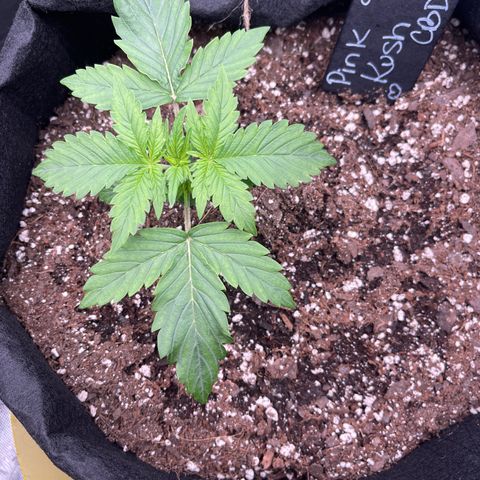 Pink Kush 2 growlog timeline photo