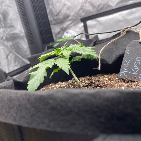 Pink Kush 2 growlog timeline photo