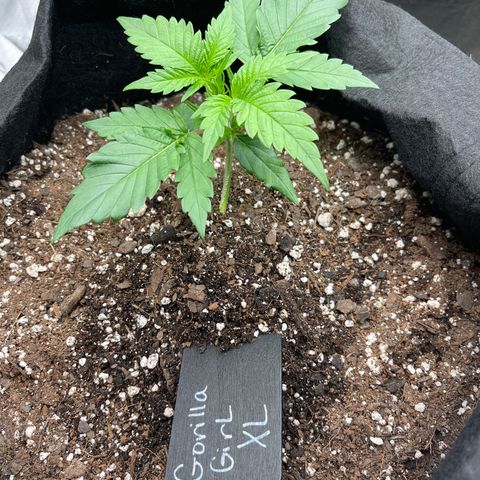 Gorilla Girl XL Auto growlog timeline photo