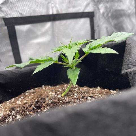 Gorilla Girl XL Auto growlog timeline photo