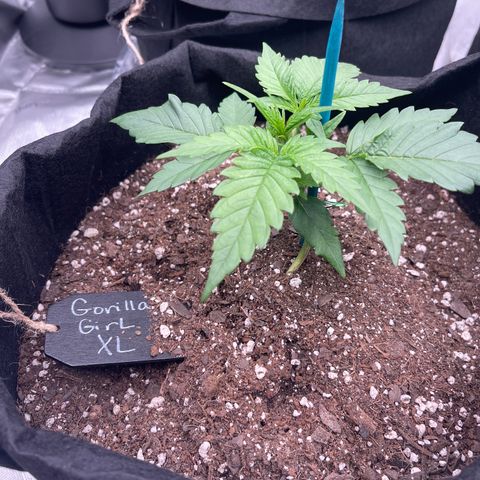 Gorilla Girl XL Auto growlog timeline photo